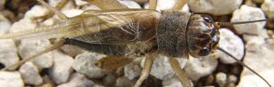 Most pests want to live where people live, but these crickets are different. What Do Crickets Eat Pest Control Zone