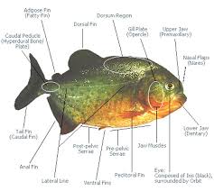 the size and anatomy of piranha piranha guide