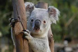 Featherdale Wildlife Park Wildlife Park Animals Koala