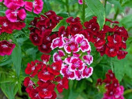 Nelke Beschreibung Bilder Und Infos Aussehen Und Merkmale Von Nelken Informationen Zur Haltung Pflege Und Aufzucht Von Bart Bartnelke Bartnelken Pflanzen