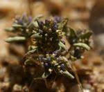 Image result for Kotschya strobilantha