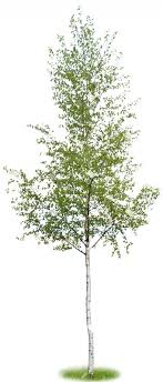 4k and hd video ready for any nle immediately. Png Tree Betula Pendula Cut Out Vegetation 897