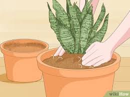 Please comments and give feedback. 3 Ways To Care For A Sansevieria Or Snake Plant Wikihow