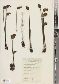 Image result for Loudetia phragmitoides