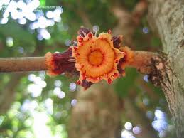 Image result for Napoleonaea