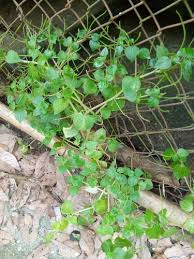 Image result for Peperomia fernandopoiana