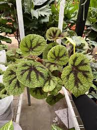 Image result for Begonia macrocarpa