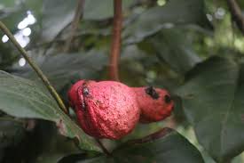 Image result for Cola mossambicensis