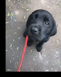 Labrador Retriever On Instagram When I M Told I M A Good Boy Thanks For Sharing Your Video Gorg Mr George Vis Labrador Retriever Labrador Pup