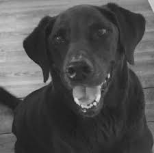 Maybe you would like to learn more about one of these? Labrador Retriever Rescue Of Florida Southwest Fl District Home Facebook