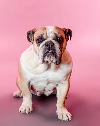 Just the same it will see off any intruder. The Victorian Bulldog Top Breed Guide And Facts Animal Corner