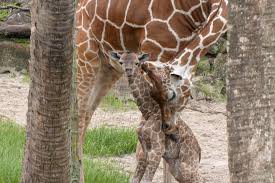 They will be open for normal. Giraffe Calf Highlights Baby Boom At Jacksonville Zoo South Magazine