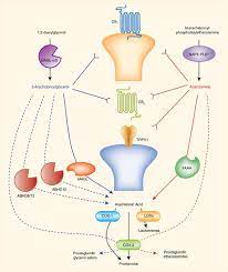 The Endogenous Cannabinoid System A Budding Source Of Targets For Treating Inflammatory And Neuropathic Pain Neuropsychopharmacology