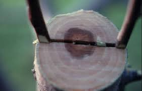 Our trees always ship at the proper planting time for your region. Growing Fruit Grafting Fruit Trees In The Home Orchard Fact Sheet Unh Extension