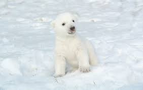 The zoo says the cub, who still doesn't have a name, weighs over 16 pounds and is starting to be introduced to various enrichment items, according to a post on the toronto zoo's facebook page. Toronto Zoo Apologizes For Almost Giving Its New Polar Bear Cub A Made Up Inuit Name