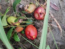 Image result for Anisophylleaceae