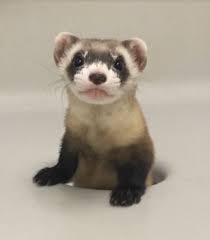 How to hold a ferret. Innovative Genetic Research Boosts Black Footed Ferret Conservation Efforts By Usfws And Partners