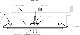 Check spelling or type a new query. A Nondestructive Molecule Extraction Method Allowing Morphological And Molecular Analyses Using A Single Tissue Section Laboratory Investigation