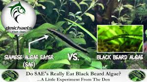 Black Furry Algae In Fish Tank How Well Do Siamese Algae Eaters Eat Black Beard Algae A Little Experiment From The Den Youtube