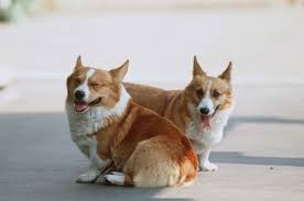 Erzsébet királynő életéről és uralkodásának egyes döntéseiről, illetve a spanyol fenyegetésről szól. Ii Erzsebet Kiralyno Es Szeretett Fajtaja A Corgi Kutyabarat Eletmod Magazin Egyutt Mindenhova