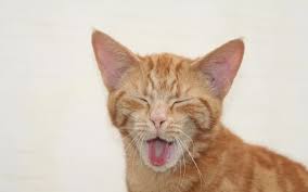 Cat sneezing can be attributed to a number of causes, the most common ranging from irritants to allergens to viral infections. Why Is My Cat Sneezing I Love Veterinary
