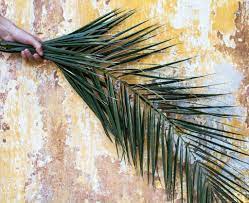 Many churches hold special palm sunday services that involve distributing palms to the congregation. Why Palm Sunday Matters Insights Magazine