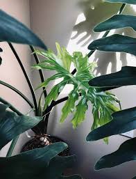 Philodendron selloum is a tropical. Philodendron Selloum Buying Growing Guide Trees Com