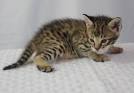 Savannah Cat Kittens For Sale In Tennessee