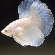 Betta Fish Betta Fish Ideas Bettafish Fishbetta Live Betta Fish Male White Opal Halfmoon 60 00 End Date Monday Feb 1 Betta Betta Fish Beautiful Fish
