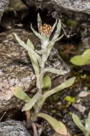 Image result for Pseudognaphalium luteo-album