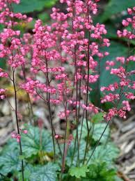 Purpurglockchen Pflanzen Pflege Und Tipps Mein Schoner Garten Garten Mein Pflanzen Pflege Purpurglo Purpurglockchen Blattschmuck Schattenpflanzen