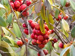 Image result for Englerophytum