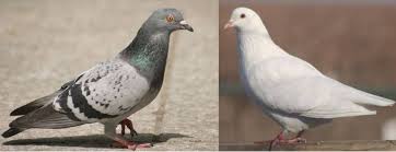 Dove Vs Pigeon 4 Key Difference And Different Types Pestwiki Doves Pigeon Bird Species