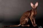 Cats 101: Cornish Rex