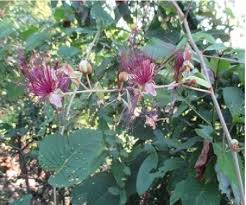 Image result for Capparis fascicularis