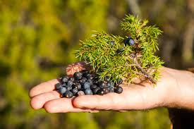 Learn more about juniper uses, benefits, side effects, interactions, safety concerns, and effectiveness. Wacholder Ernten Vorgehen Verarbeitung Und Verwechslung