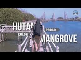 Untuk masuk ke tempat ini, tentu saja anda harus membayar tiket masuk serta tiket parkir juga yang dipatok dengan harga berbeda. Harga Tiket Masuk Hutan Mangrove Kadilangu Kulon Progo Juni 2021 Wisata Milenial