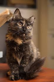 Adopt Irene On Petfinder Pretty Cats Cute Cats Kittens Cutest