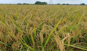 Cara menanam porang sedang giat dipelajari banyak orang karena tanaman ini memiliki nilai ekonomis yang tinggi. Kostraling Jambi Siap Serap Gabah Kering Panen Petani 8 000 Ton