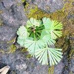 Image result for Actiniopteris radiata