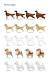 Dog Grooming Styles For Shih Tzu