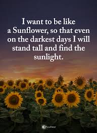 I Want To Be Like A Sunflower Sunflower Quotes Funny Inspirational Quotes Inspirational Humor