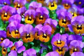 Timing is everything when it comes to gardening. Winter Plants For North Texas Fall Flowers Trees Shrubs North Dallas Tx