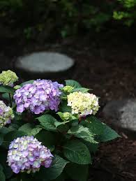 If the crown is placed too low when planting, it can cause hydrangeas not to bloom and potentially rot. 5 Helpful Tips For Planting Hydrangeas Thistlewood Farms