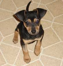Black And Brown Rat Terrier Chihuahua Mix Rat Terrier Mini Pinscher Mix Miniature Pinscher Mix Miniature Pinscher Puppy Mini Pinscher