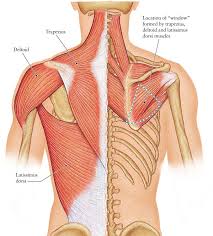 The human body has three different types of muscles. Human Anatomy For The Artist The Posterior Torso Muscles Let S Go Back In Time Get It Torso Muscles Human Anatomy Human Body Drawing