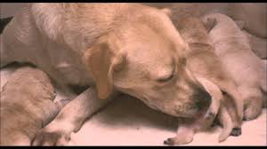 Children come to the center to be interviewed about their. For Dog Lovers 10 Heartwarming Japanese Movies Japan Info