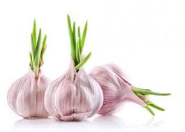 Comment Planter De L Ail Et De L Oignon Chez Vous Ameliore Ta Sante Planter Ail Comment Planter De L Ail Plantes Qui Repoussent Les Moustiques