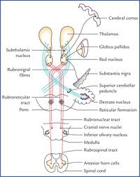 Der kostenlose service von google übersetzt in sekundenschnelle wörter, sätze und webseiten zwischen deutsch und über 100 anderen sprachen. Bookbrain Stem Nuclei Bookbrain Stem Nuclei Oxford Handbook Of The Auditory Brainstem Oxford Handbooks The Medulla Houses Essential Ascending And Descending Nerve Tracts As Well As Brainstem Nuclei Motor Control
