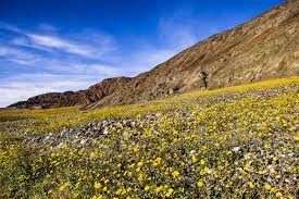 Where are your favorite places for spying spring blooms in the bay area or farther afield? Best Places To See Southern California Wildflowers This Year